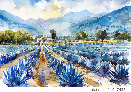 Watercolor illustration of blue agave farm 116474324