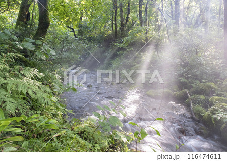 森の清流に光芒が差し込む風景 大山木谷沢渓流 森の清流に光芒が差し込む風景 大山木谷沢渓流 116474611