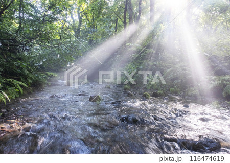 森の清流に光芒が差し込む風景　大山木谷沢渓流 116474619