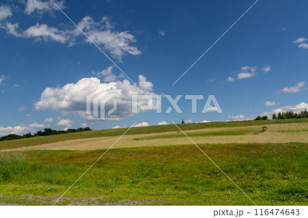 夏の嬬恋村　バラキ高原 116474643
