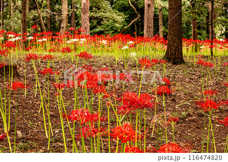 野山を赤く染め、道行く人も足を止め、思わず息をのむ美しさ、ここは天上の花畑 野山を赤く染め、道行く人も足を止め、思わず息をのむ美しさ、ここは天上の花畑 116474820