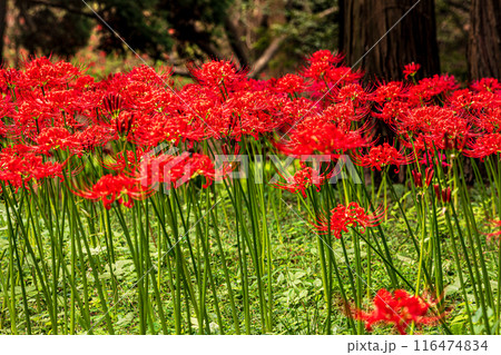 野山を赤く染め、道行く人も足を止め、思わず息をのむ美しさ、ここは天上の花畑 野山を赤く染め、道行く人も足を止め、思わず息をのむ美しさ、ここは天上の花畑 116474834