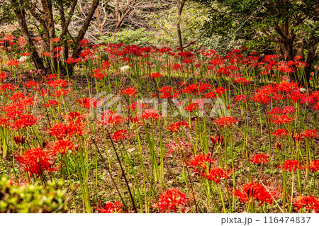 野山を赤く染め、道行く人も足を止め、思わず息をのむ美しさ、ここは天上の花畑 野山を赤く染め、道行く人も足を止め、思わず息をのむ美しさ、ここは天上の花畑 116474837