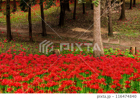 野山を赤く染め、道行く人も足を止め、思わず息をのむ美しさ、ここは天上の花畑 116474840