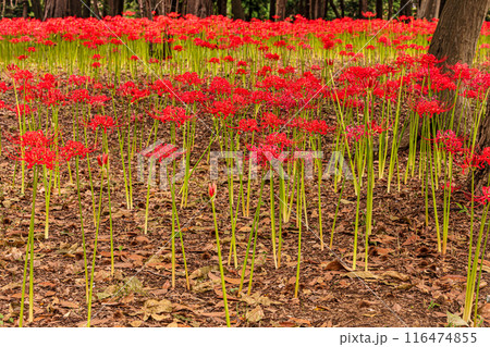 野山を赤く染め、道行く人も足を止め、思わず息をのむ美しさ、ここは天上の花畑 野山を赤く染め、道行く人も足を止め、思わず息をのむ美しさ、ここは天上の花畑 116474855
