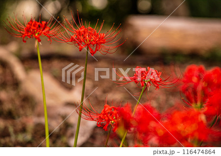 野山を赤く染め、道行く人も足を止め、思わず息をのむ美しさ、ここは天上の花畑 116474864