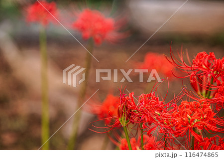 野山を赤く染め、道行く人も足を止め、思わず息をのむ美しさ、ここは天上の花畑 116474865