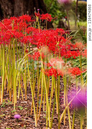 野山を赤く染め、道行く人も足を止め、思わず息をのむ美しさ、ここは天上の花畑 野山を赤く染め、道行く人も足を止め、思わず息をのむ美しさ、ここは天上の花畑 116474868
