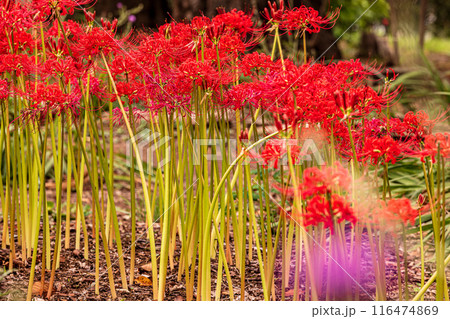 野山を赤く染め、道行く人も足を止め、思わず息をのむ美しさ、ここは天上の花畑 野山を赤く染め、道行く人も足を止め、思わず息をのむ美しさ、ここは天上の花畑 116474869