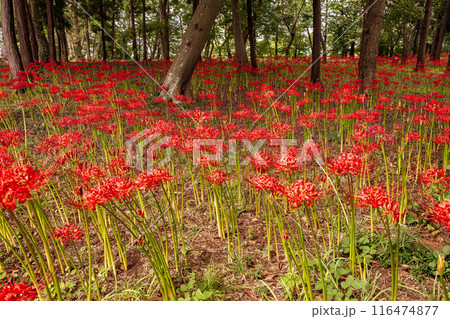 野山を赤く染め、道行く人も足を止め、思わず息をのむ美しさ、ここは天上の花畑 116474877