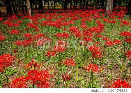野山を赤く染め、道行く人も足を止め、思わず息をのむ美しさ、ここは天上の花畑 野山を赤く染め、道行く人も足を止め、思わず息をのむ美しさ、ここは天上の花畑 116474881