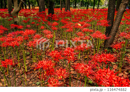 野山を赤く染め、道行く人も足を止め、思わず息をのむ美しさ、ここは天上の花畑 野山を赤く染め、道行く人も足を止め、思わず息をのむ美しさ、ここは天上の花畑 116474882