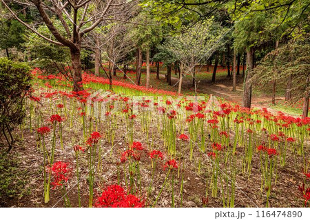 野山を赤く染め、道行く人も足を止め、思わず息をのむ美しさ、ここは天上の花畑 野山を赤く染め、道行く人も足を止め、思わず息をのむ美しさ、ここは天上の花畑 116474890