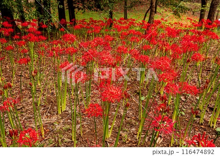 野山を赤く染め、道行く人も足を止め、思わず息をのむ美しさ、ここは天上の花畑 野山を赤く染め、道行く人も足を止め、思わず息をのむ美しさ、ここは天上の花畑 116474892