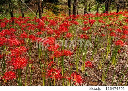 野山を赤く染め、道行く人も足を止め、思わず息をのむ美しさ、ここは天上の花畑 野山を赤く染め、道行く人も足を止め、思わず息をのむ美しさ、ここは天上の花畑 116474893