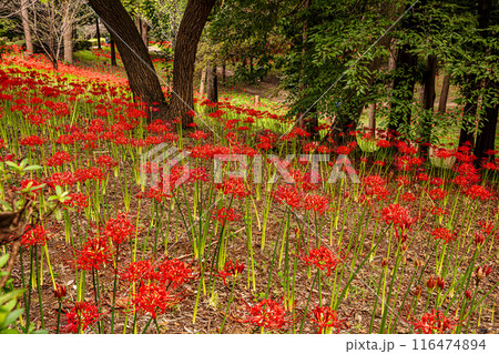 野山を赤く染め、道行く人も足を止め、思わず息をのむ美しさ、ここは天上の花畑 116474894