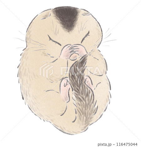 丸くなって眠るヤマネ 116475044