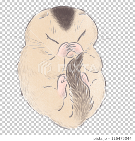 丸くなって眠るヤマネ 116475044