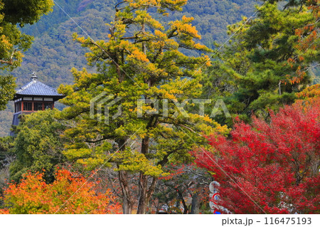 【兵庫県】辰鼓楼と紅葉（出石城下町） 116475193