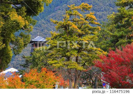 【兵庫県】辰鼓楼と紅葉（出石城下町） 116475196