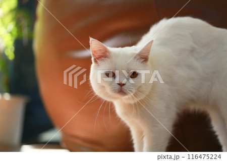 White cat and beautiful sunlight White cat and beautiful sunlight 116475224
