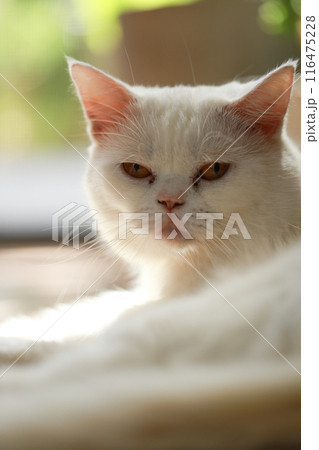 White cat and beautiful sunlight 116475228
