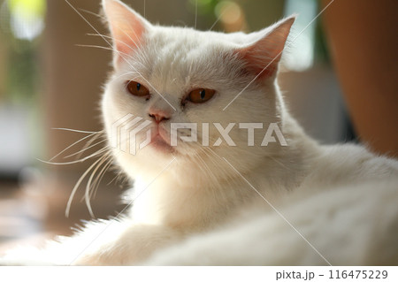 White cat and beautiful sunlight 116475229