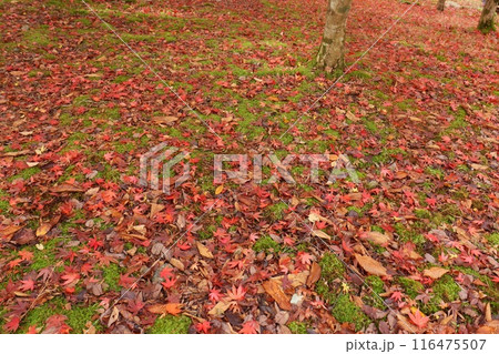苔むした地面にモミジの落ち葉 116475507
