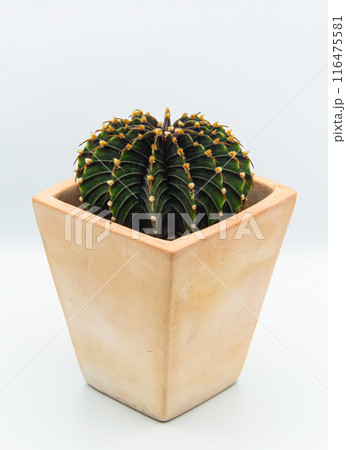 Minimal Cactus on a white background Minimal Cactus on a white background 116475581