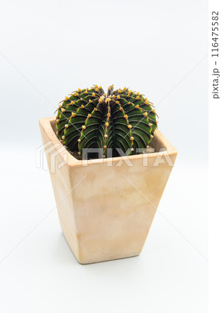 Minimal Cactus on a white background Minimal Cactus on a white background 116475582