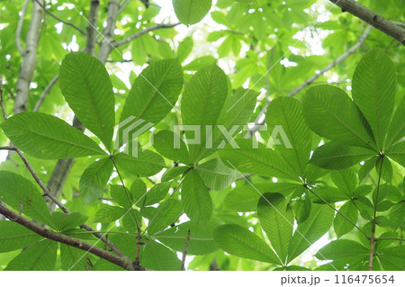 みどりの木の葉を見上げる 116475654