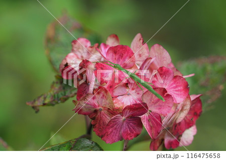 赤いアジサイの花とバッタ 赤いアジサイの花とバッタ 116475658