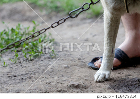 Dog with chain around its neck, person standing nearby, representing cruelty to animals. Chained dog with a human leg in the background, symbolizing bullying and neglect Dog with chain around its neck, person standing nearby, representing cruelty to animals. Chained dog with a human leg in the background, symbolizing bullying and neglect 116475814