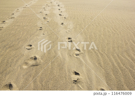 夏の鳥取砂丘とその紋様 鳥取県 鳥取砂丘 116476009