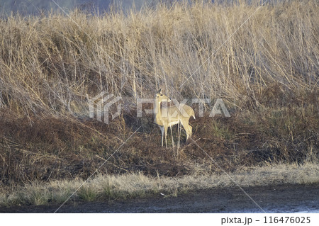 リードバック 116476025