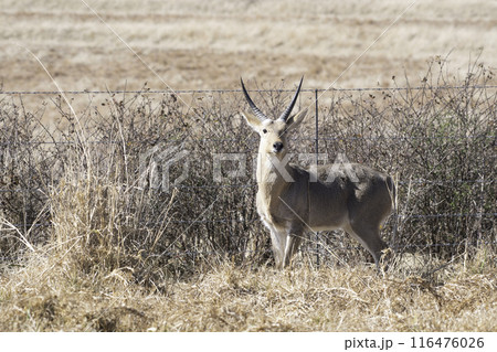 リードバック リードバック 116476026