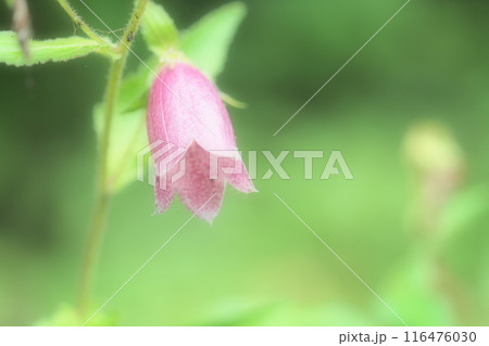 ピンクのホタルブクロの花 ピンクのホタルブクロの花 116476030