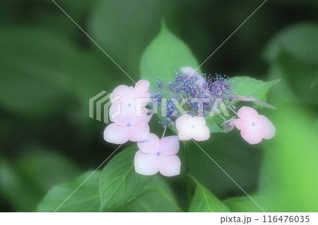 ピンクのガクアジサイ 116476035