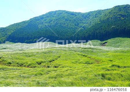 夏の仙石原高原 116476058