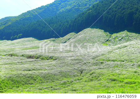 夏の仙石原高原 夏の仙石原高原 116476059