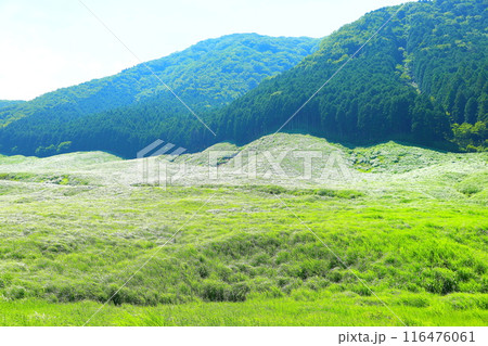 夏の仙石原高原 116476061