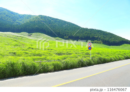 夏の仙石原高原 116476067