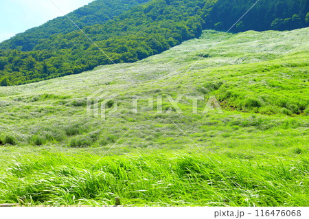 夏の仙石原高原 116476068