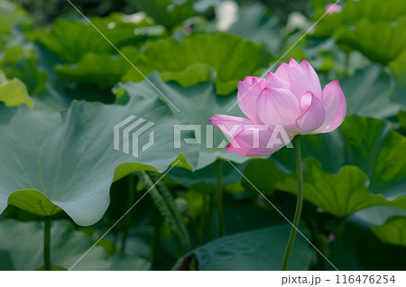 池に咲く蓮の花　7月の花 116476254