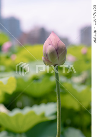 池に咲く蓮の花 7月の花 池に咲く蓮の花 7月の花 116476258