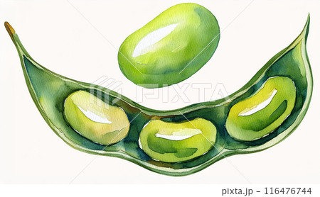 水彩で描いた枝豆の断面イラスト 116476744