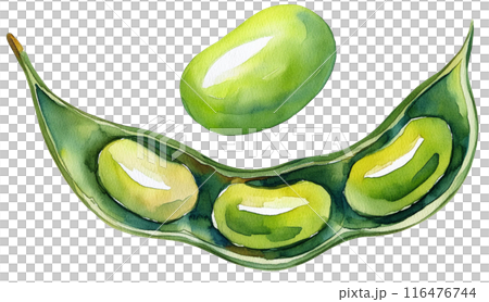 水彩で描いた枝豆の断面イラスト 116476744