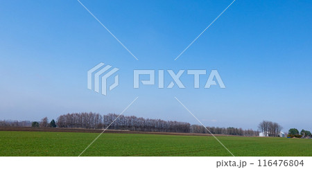 十勝平野の防風林（北海道芽室町） 116476804