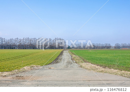 十勝平野の防風林(北海道芽室町) 十勝平野の防風林(北海道芽室町) 116476812