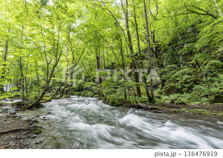 夏の奥入瀬渓流　奥入瀬川の流れ　青森県十和田市 116476919